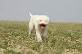 LAGOTTO 096
